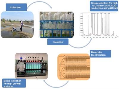 Bioprospecting Indigenous Marine Microalgae for Polyunsaturated Fatty Acids Under Different Media Conditions